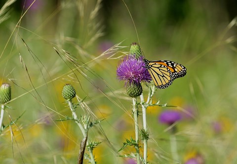Framed Orange Butterfly On Purple Flower Bloom I Print