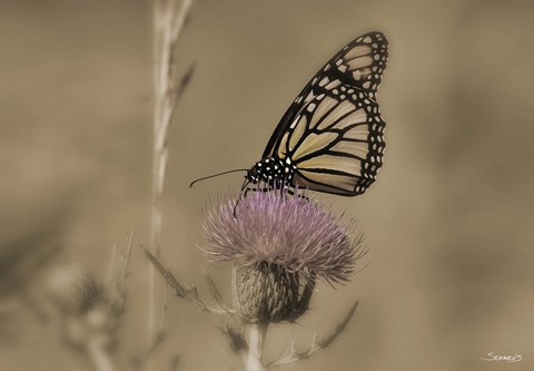 Framed Black And White Butterfly On Flower Print