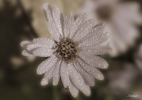 Framed White Flower With Raindrops Print