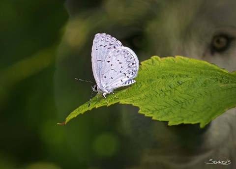 Framed Moth and Wolf Print