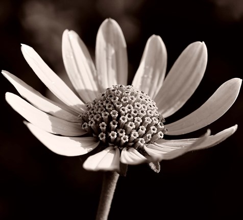 Framed Buffalo River Flower 13 Print