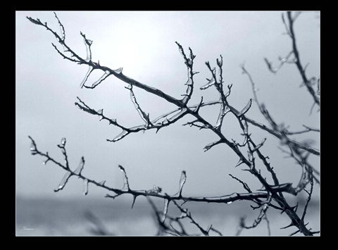 Framed Ice Branch 2 Print