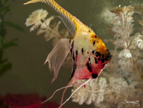 Framed Angel Fish XIV Print