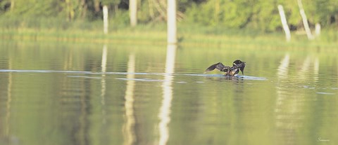Framed Common Loon 8 Print