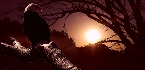 Framed Eagle Sunrise Print