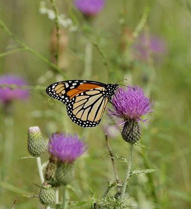 Framed Orange Butterfly On Purple Bloom Print