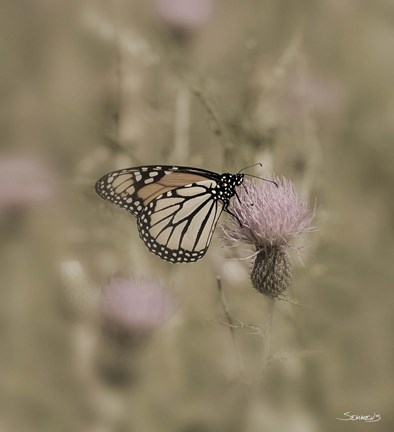 Framed Black And White Butterfly On Flower Closeup Print