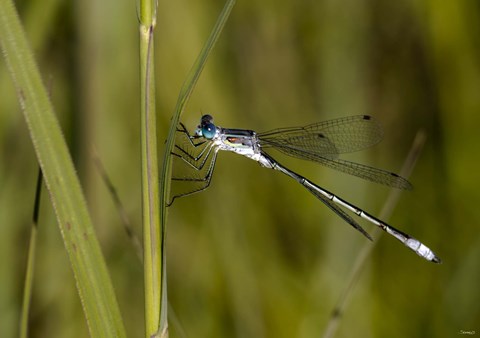 Framed Blue Dragonfly On Green Stem Print