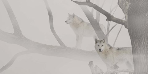 Framed White Wolves In Mist Print