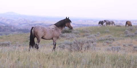Framed Wild Horses 23 Print