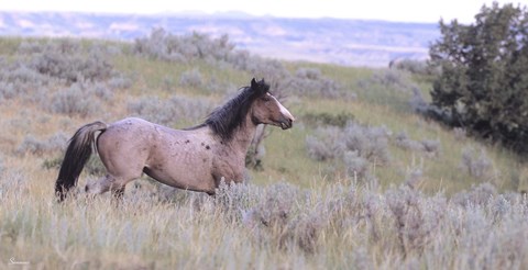 Framed Wild Horses 11 Print