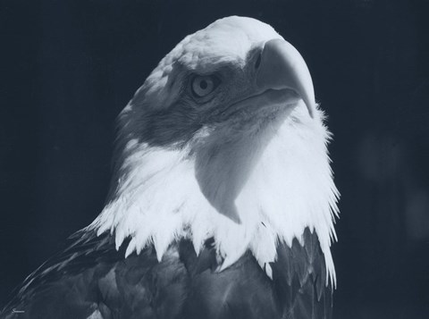 Framed Bald Eagle 2 Print