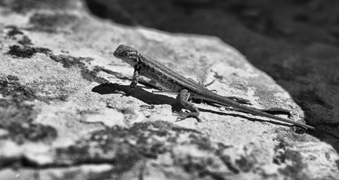 Framed Canyon Land Lizard Print