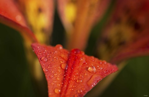 Framed Red Petal With Raindrops On Green Print