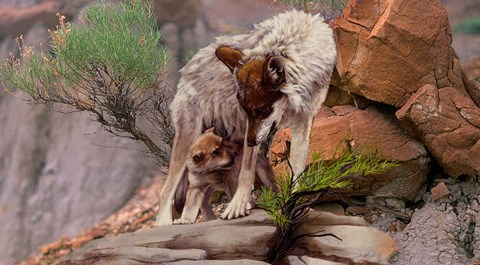 Framed Summer Shade Print