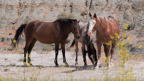 Framed Three Horses Mingling Print