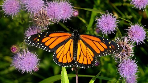 Framed Monarch 3 Print