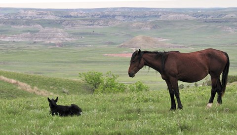 Framed Wildhorses 27 Print