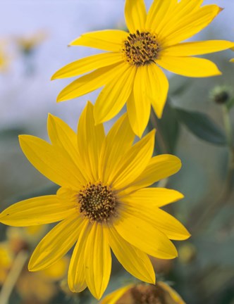 Framed Yellow Blooming Flower Duo II Print