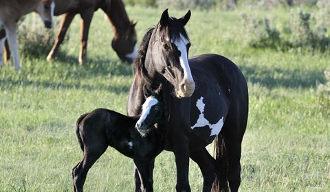 Framed Wildhorses 16 Print