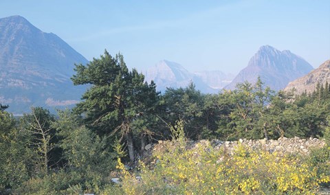 Framed Evergreens And Yellow Field Print