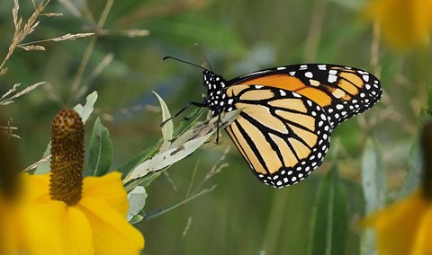 Framed Monarch 4 Print