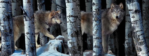 Framed Moon Shadows 2 Print