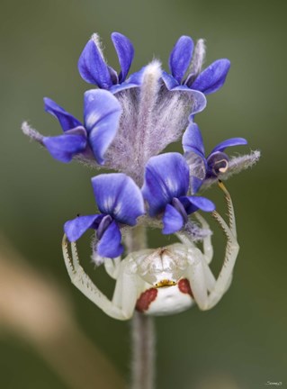 Framed White Insect Under Blue Flower Print