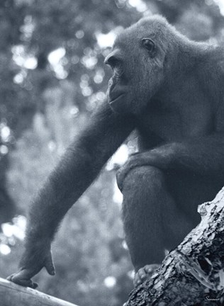 Framed Gorilla 2 Print