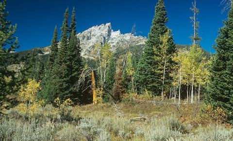 Framed Grand Teton 11 Print