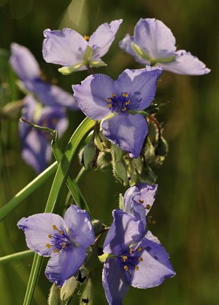 Framed Purple Wildflower Print