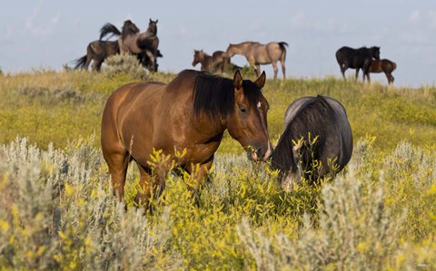 Framed Horses Grazing In Yellow Field I Print