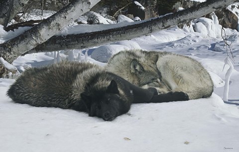 Framed Zoo Wolf 2 Print