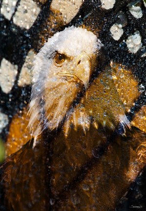 Framed American Bald Eagle I Print