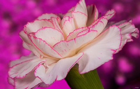 Framed Pink And White Carnation On Magenta II Print