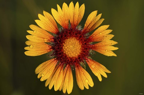Framed Yellow Flower With Red Center Print