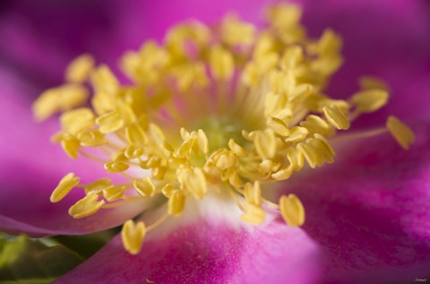 Framed Magenta And Yellow Flower Closeup Print