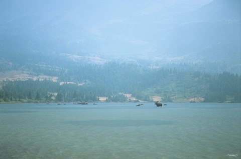 Framed Misty Lake Swim Print