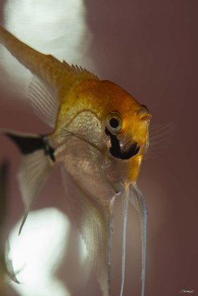Framed Angel Fish VIII Print