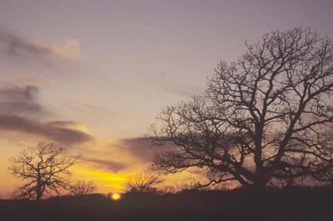 Framed Sunset And Tree Silhouettes II Print