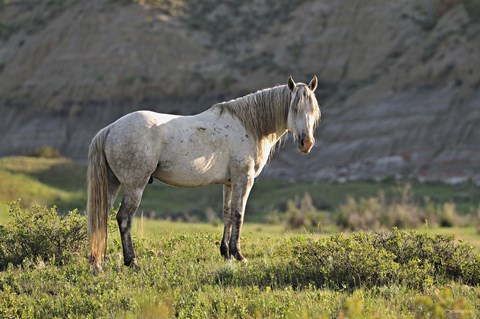Framed Wildhorses 8 Print