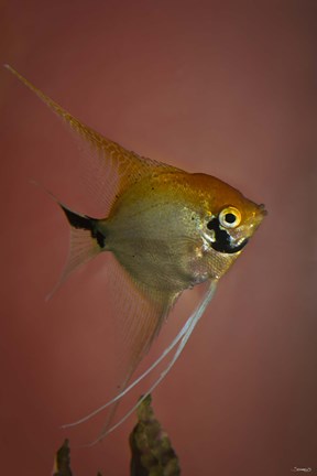 Framed Angel Fish V Print