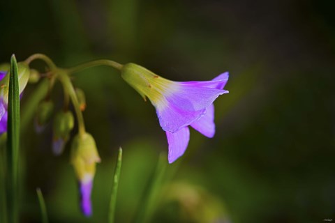 Framed Purple Flower And Buds Print
