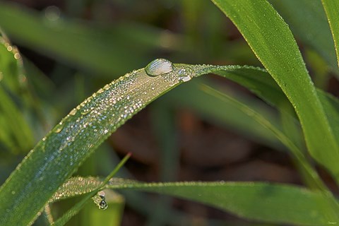 Framed Raindrops On Leaf Blades Print