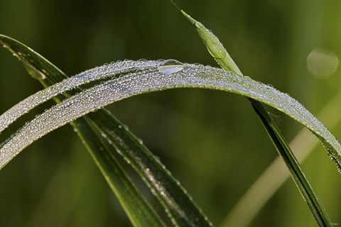 Framed Raindrops On Leaf Blade Print