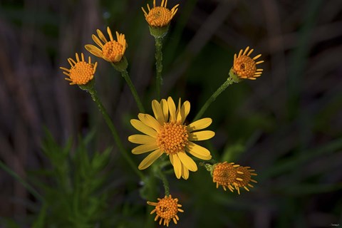 Framed Yellow And Orange Wildflowers Print