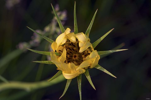 Framed Yellow Flower With Spiked Leaves Print