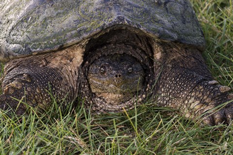 Framed Tortoise In Grass Closeup Print