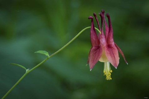 Framed Magenta Flower Hanging On Stem Print