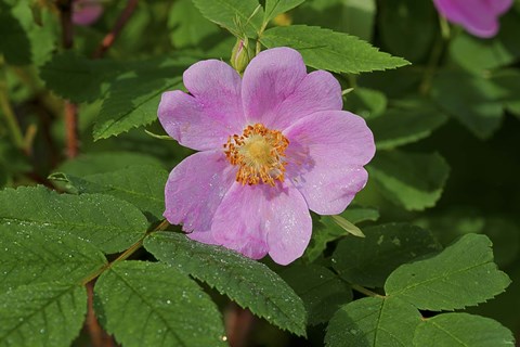 Framed North Shore Pink Flower Print